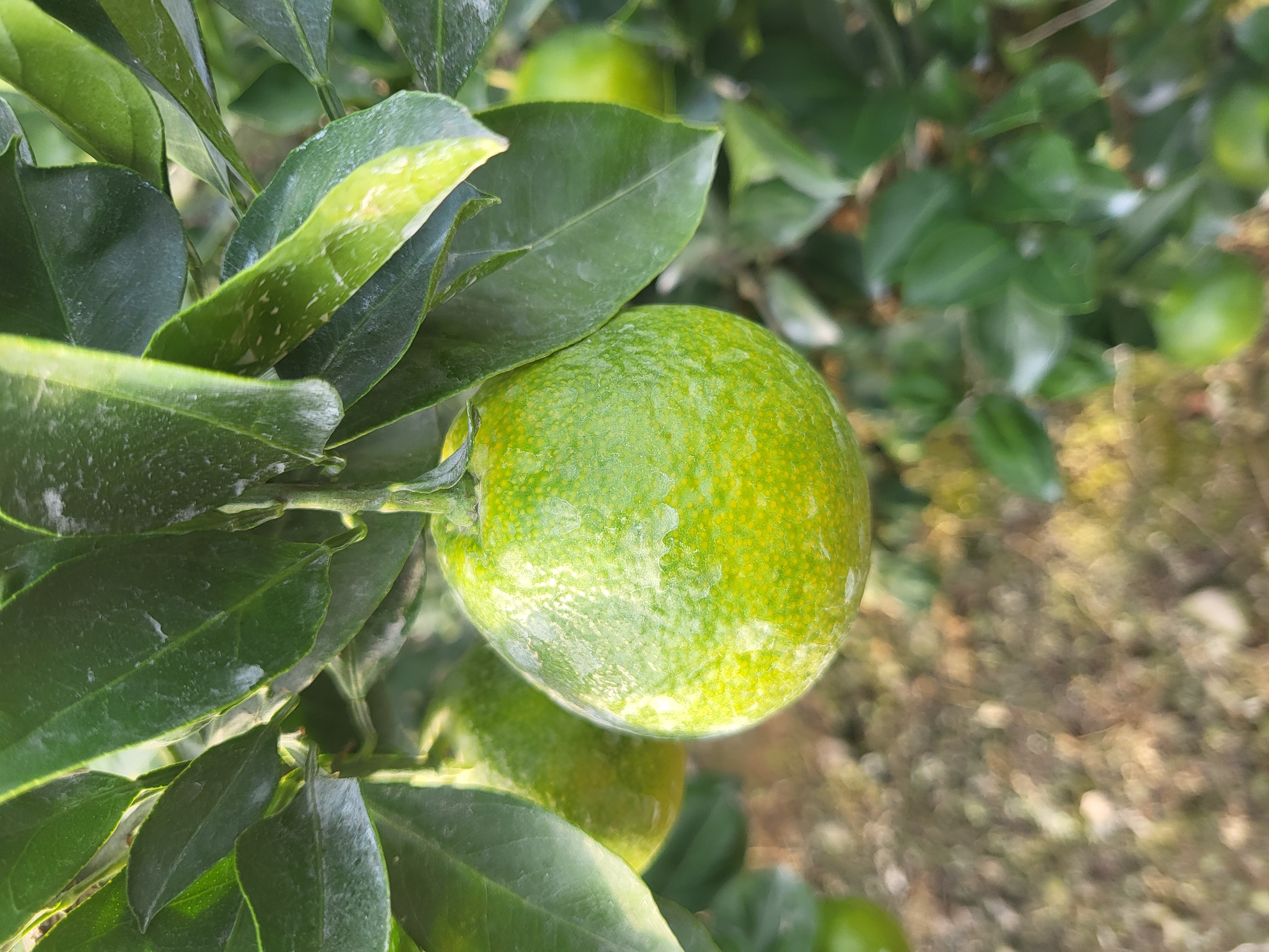 유라실생 꼭지 부분 부풀어오름 현상