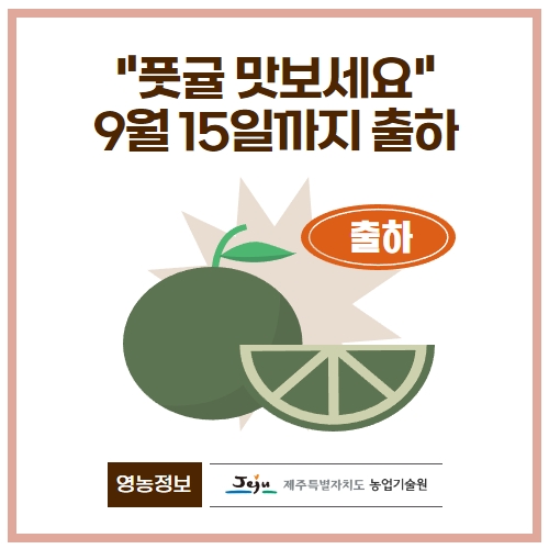 33.1분뉴스_풋귤출하 1.jpg