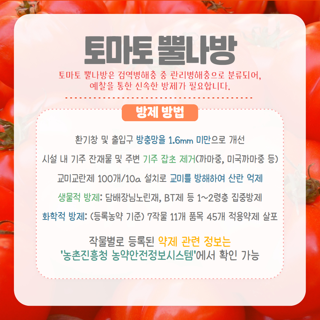 25. 4. 토마토뿔나방 4.jpg