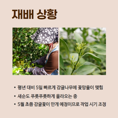 16.1분뉴스_감귤꽃개화 3.jpg