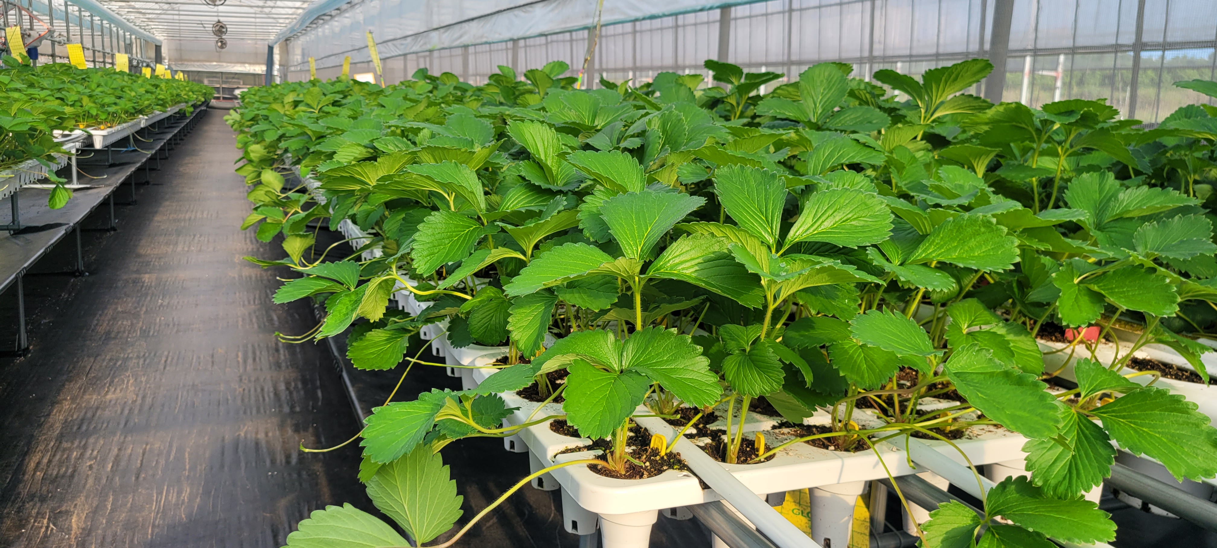 250925_수시_농업기술원_딸기묘 생산 전경 (1).jpg