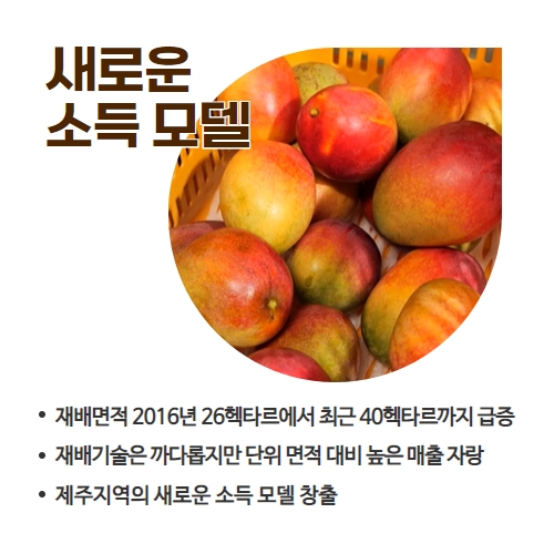 35.1분뉴스_고소득애플망고 4.jpg