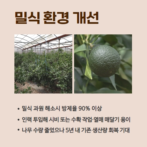 28.1분뉴스_만감류한줄재배 3.jpg