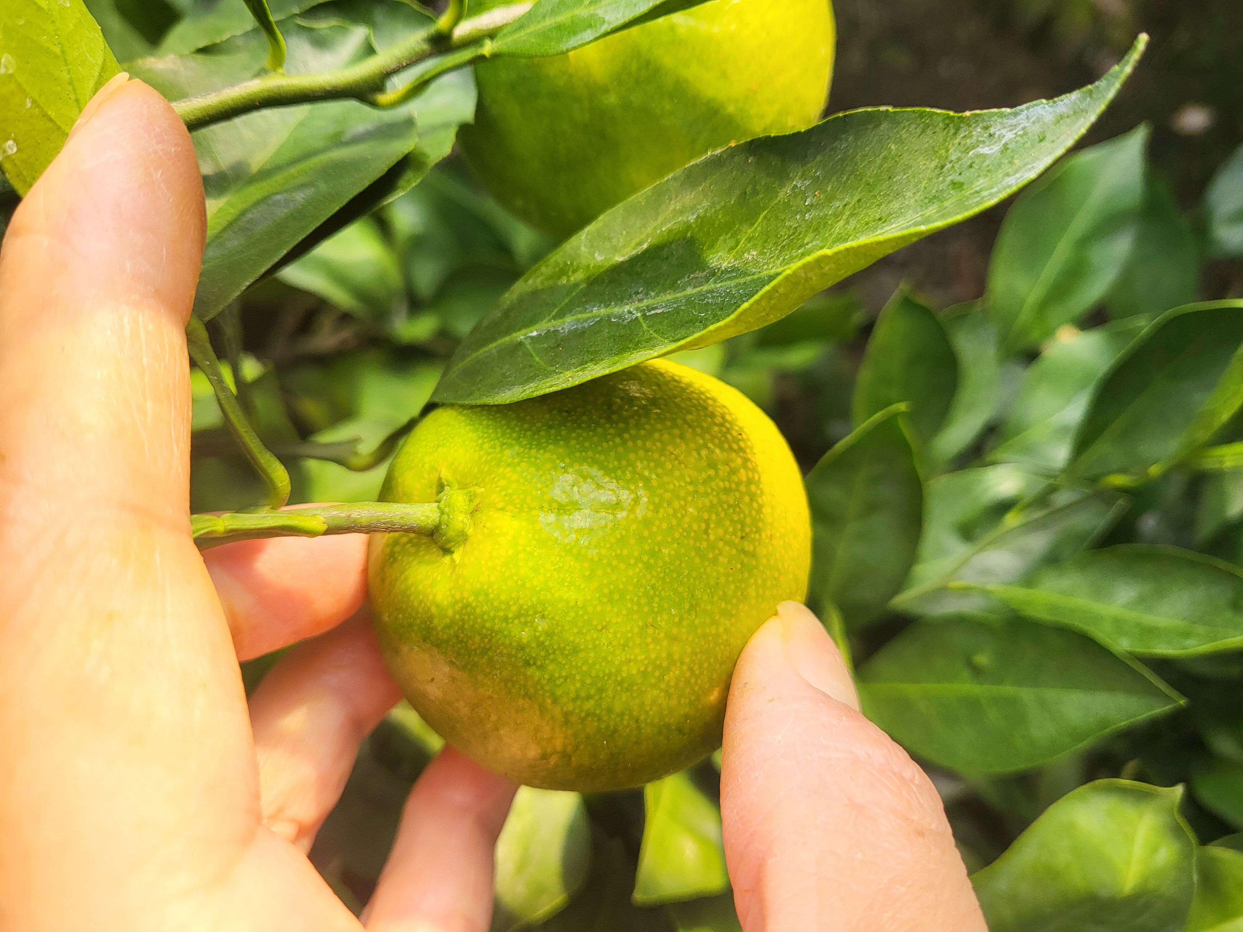 유라실생 꼭지 부분 부풀어오름 현상