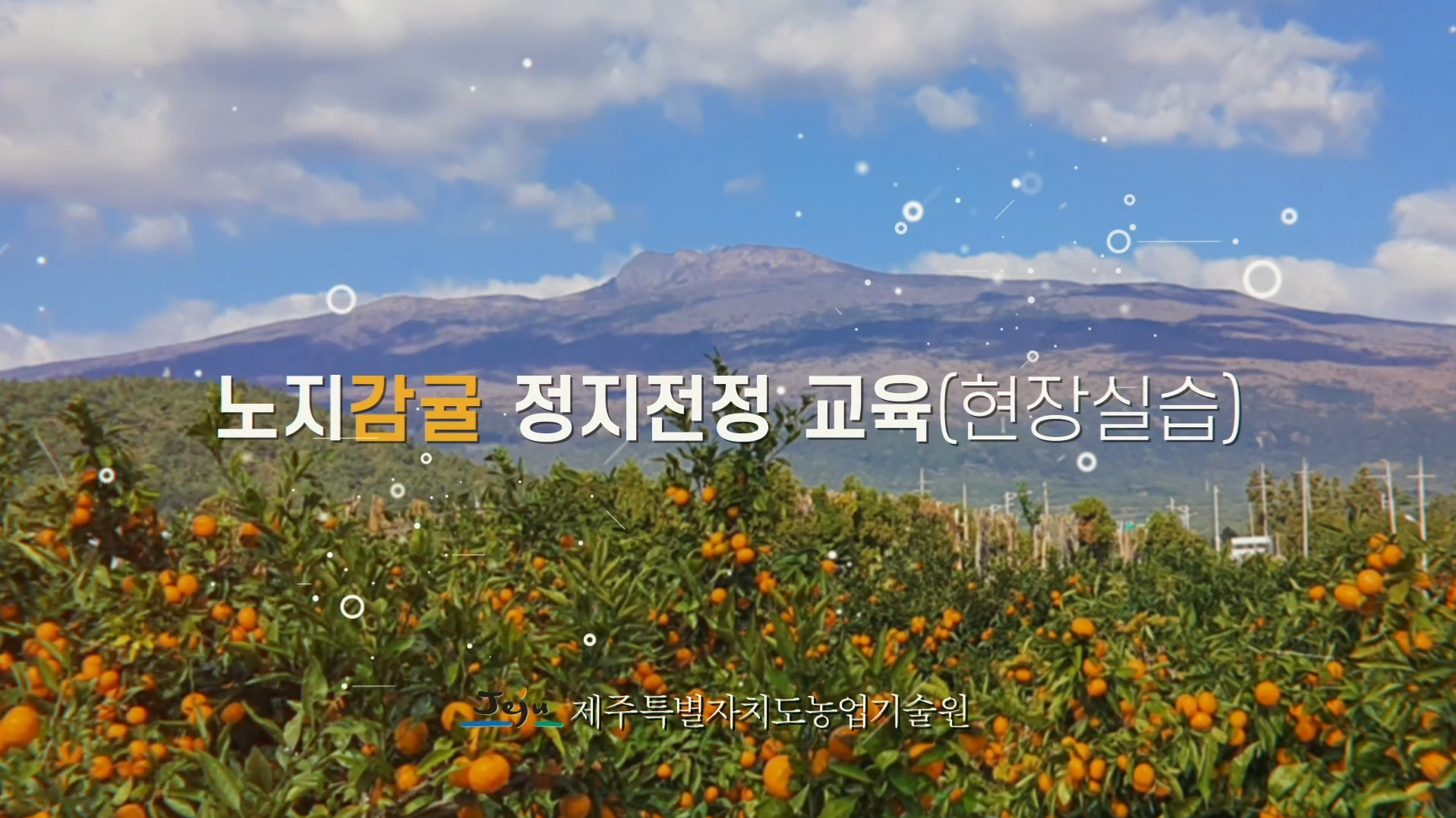 노지감귤 현장