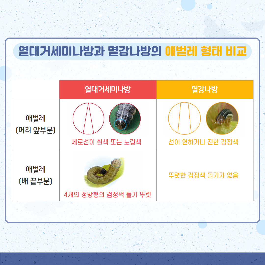 25. 4. 열대거세미나방 4.png