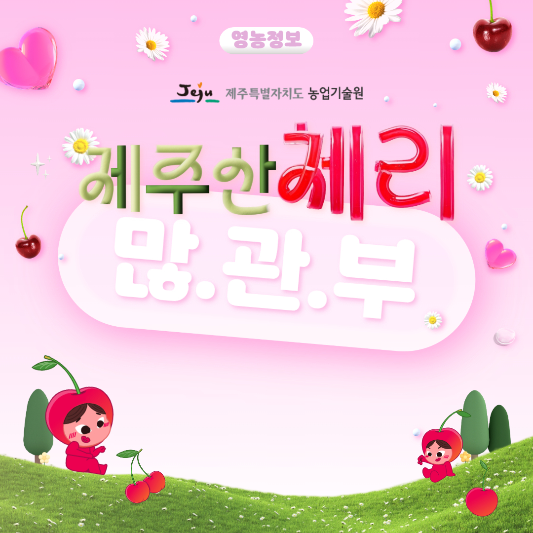 제주산 체리 출하 및 실증 결과 (8).jpg