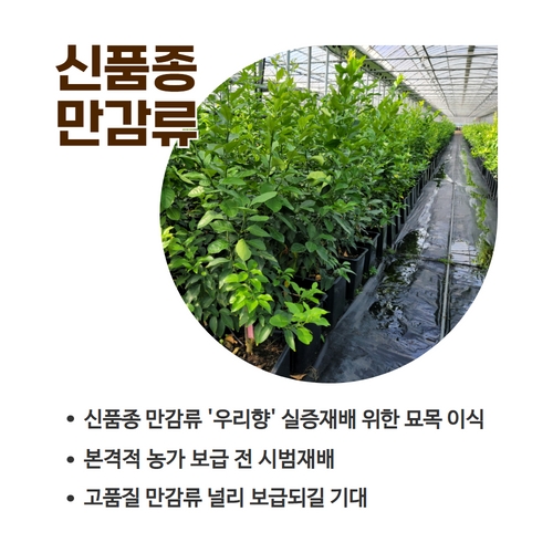 9.1분뉴스_감귤신품종 2.jpg