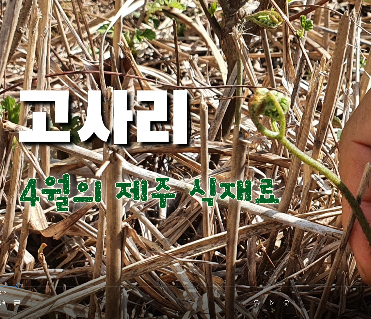 4월 고사리