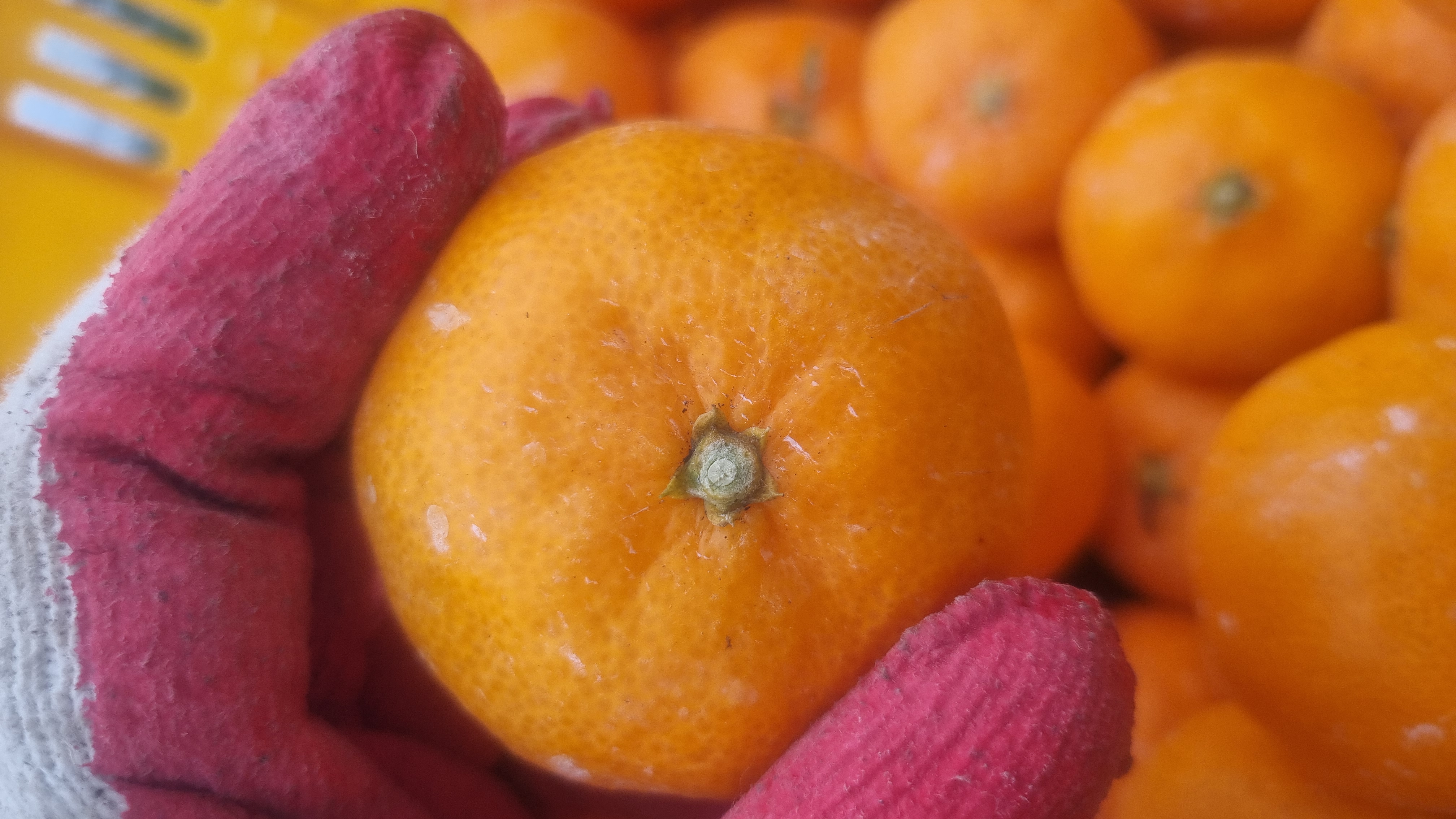 귤상태 확인 좀 부탁드려요 