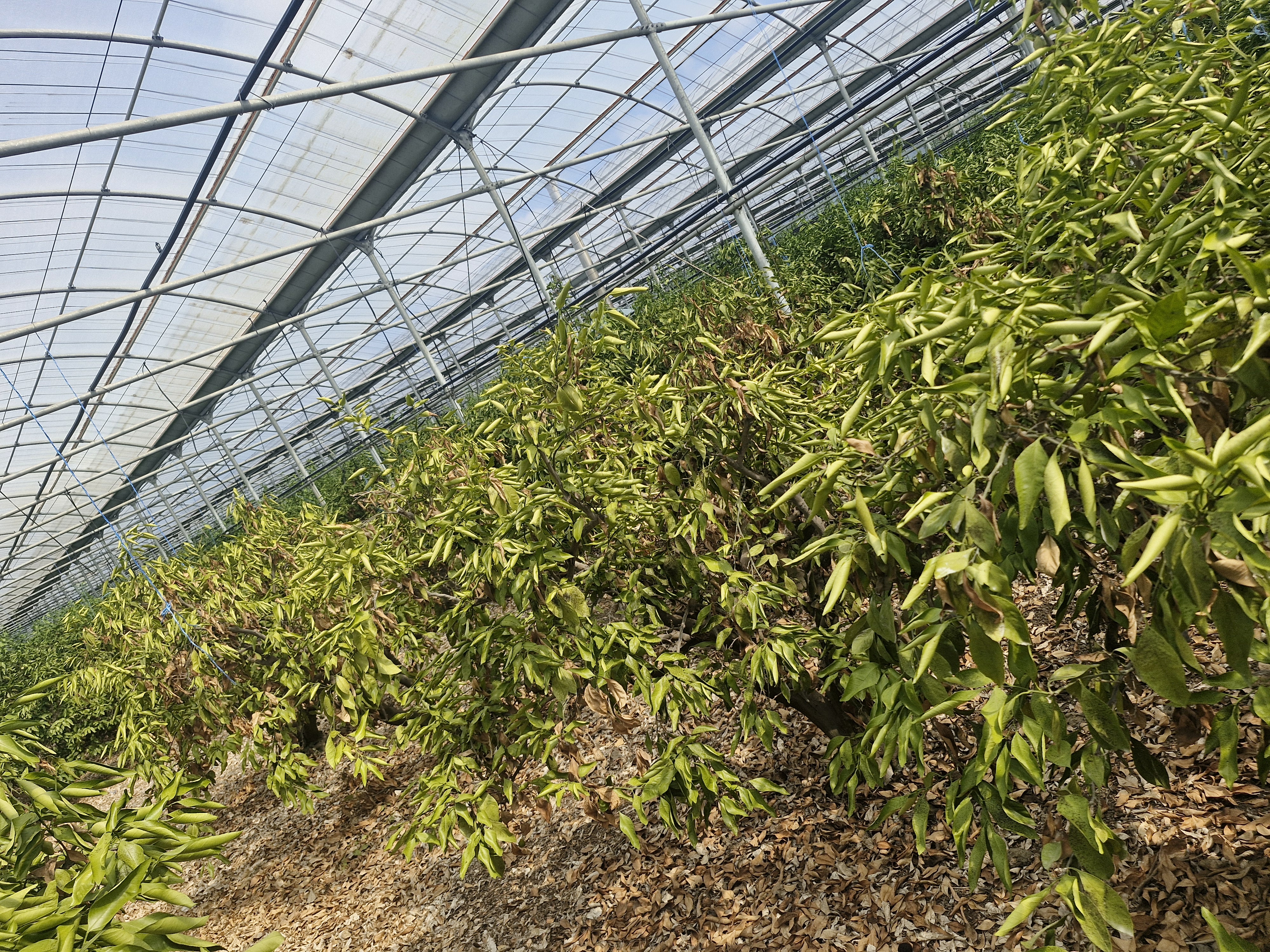 하우스귤나무문의드립니다.