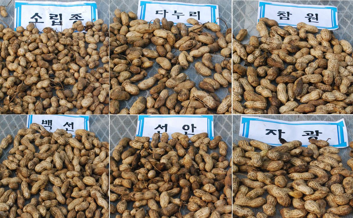땅콩 품종 비교