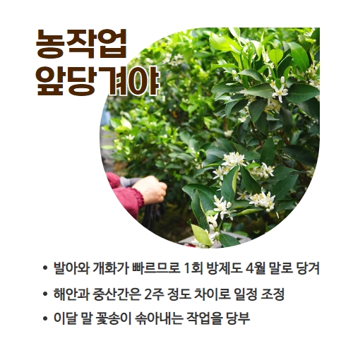 16.1분뉴스_감귤꽃개화 4.jpg