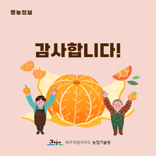 47.1분뉴스_제주신품종만감류우리향본격출하 5.jpg