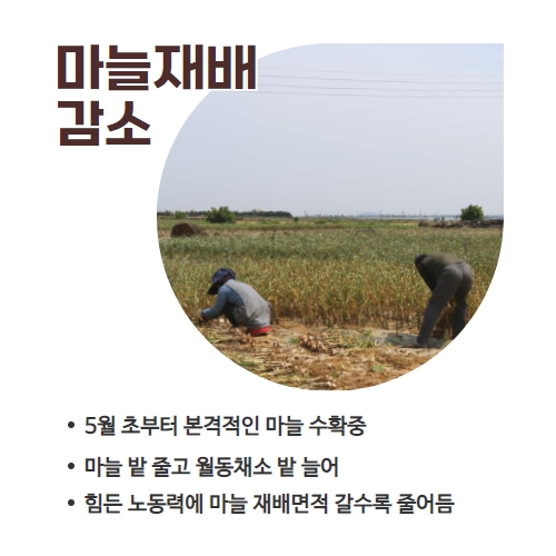 20.1분뉴스_마늘수확 2.jpg