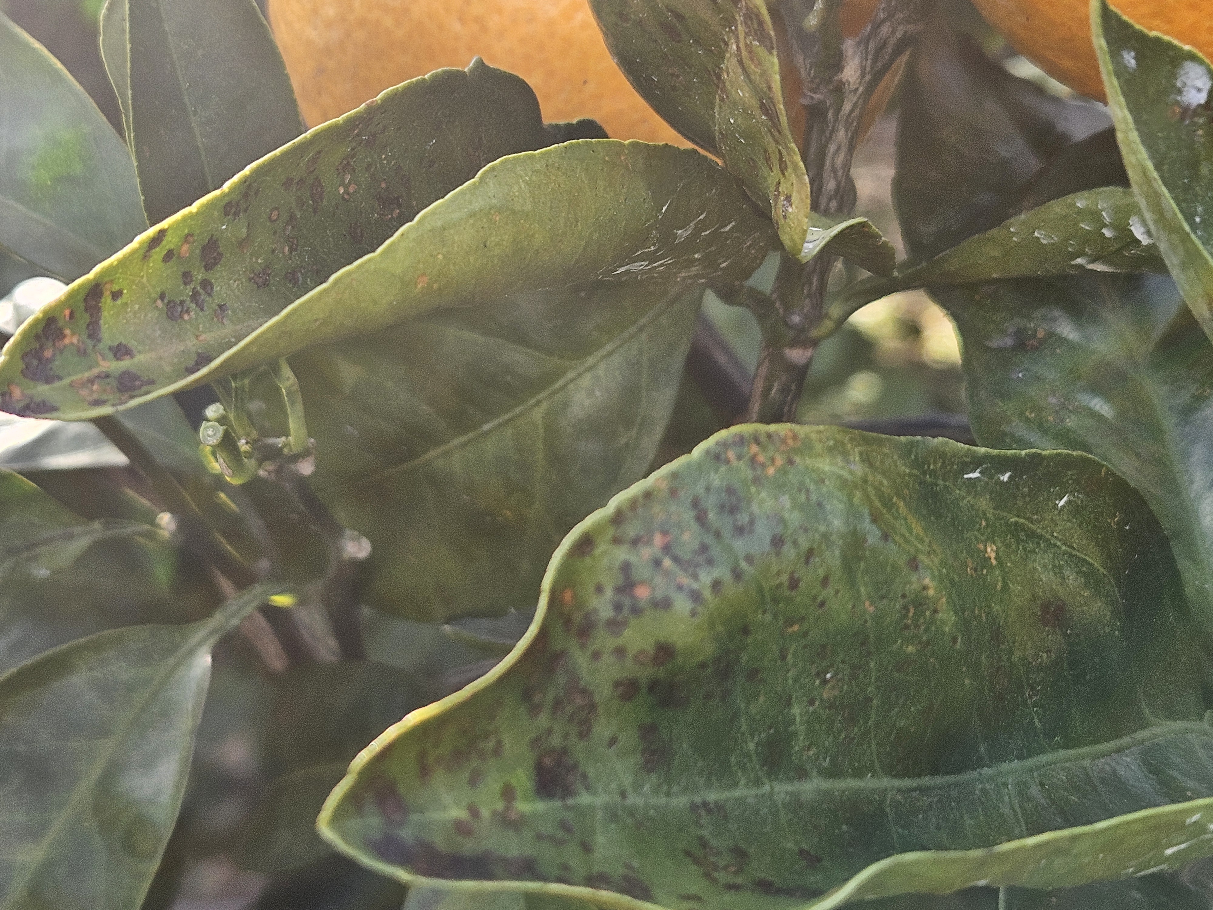 노지 감귤 병충해 문의