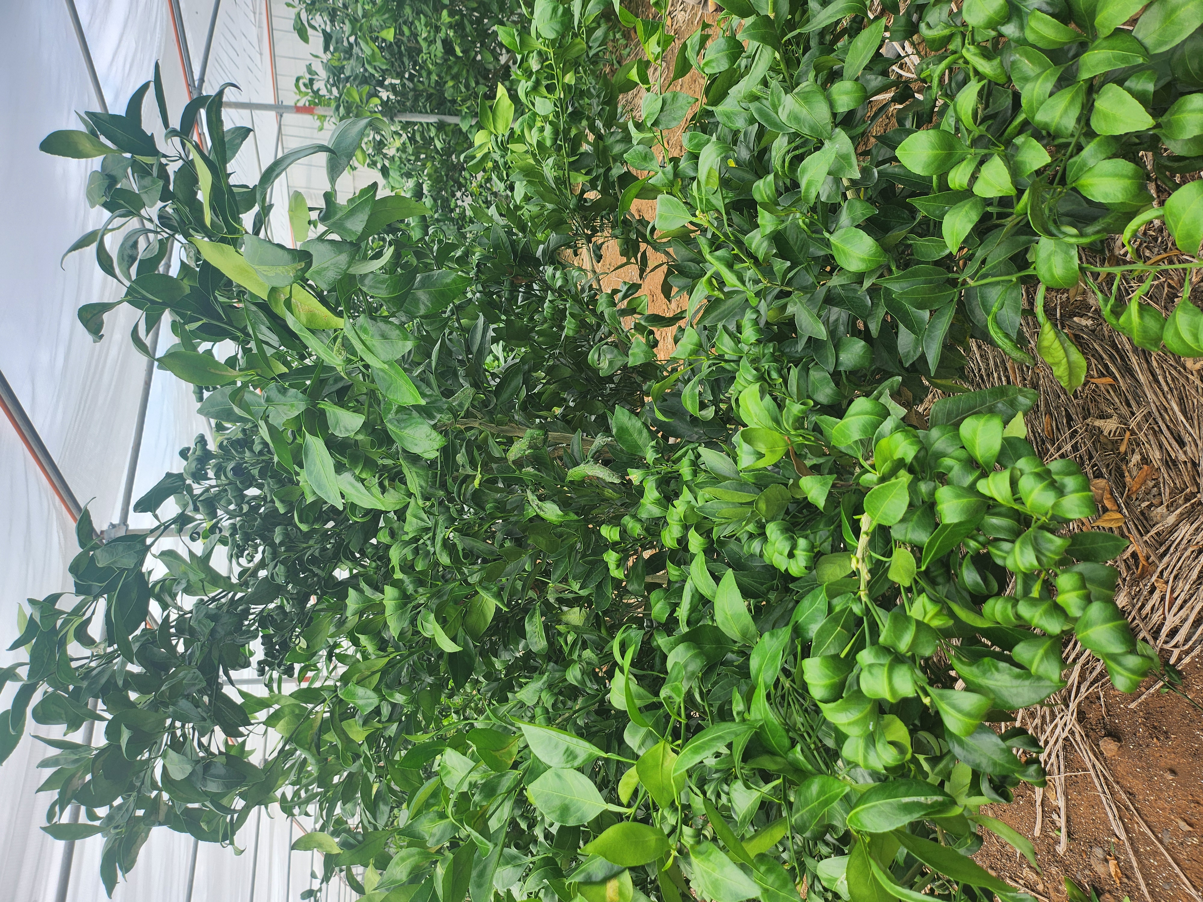 레드향잎말림현상