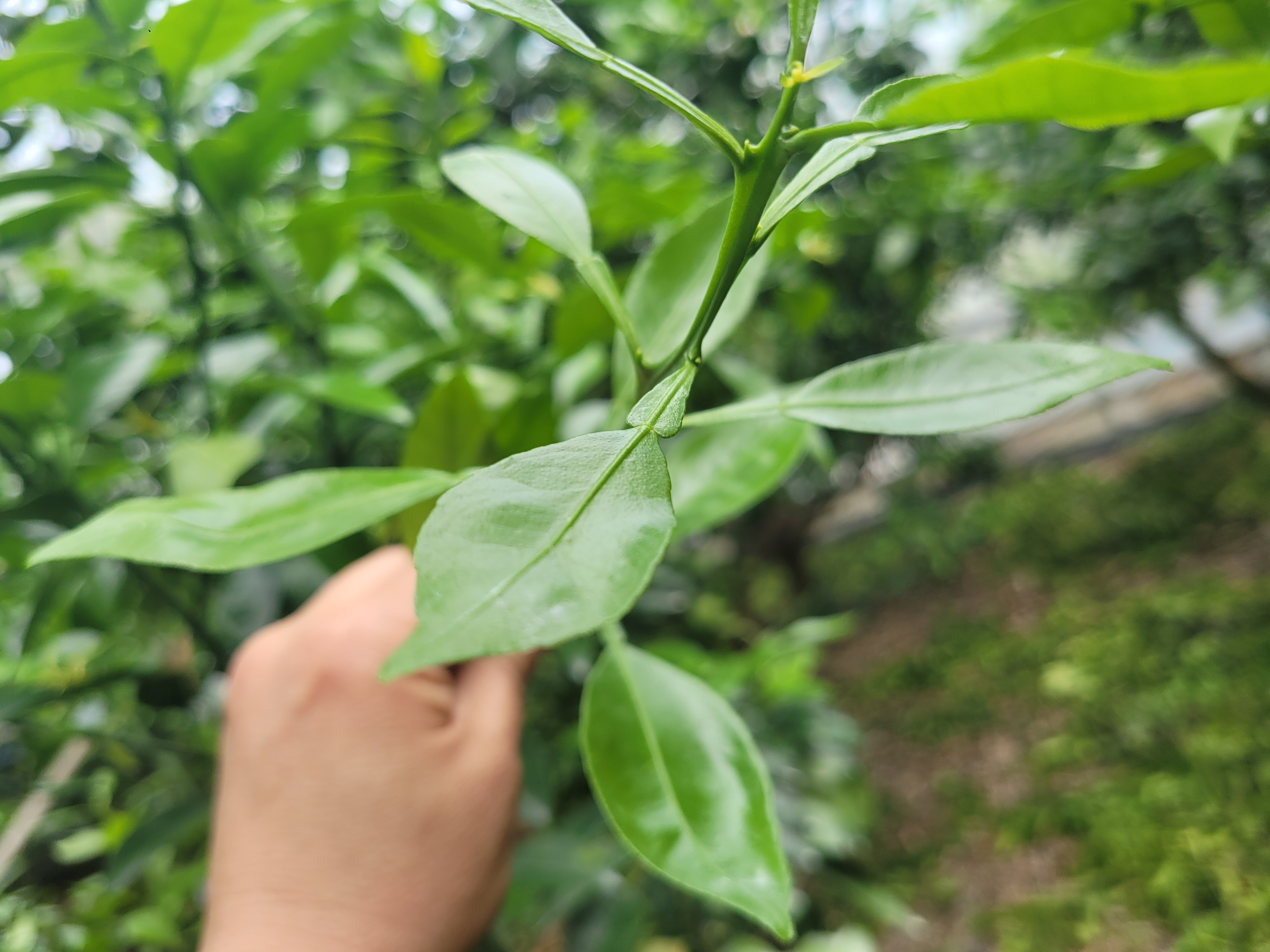 한라봉 새순