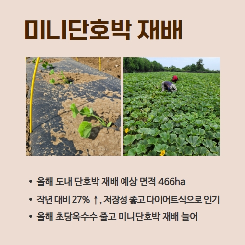 12.1분뉴스_미니단호박 3.jpg