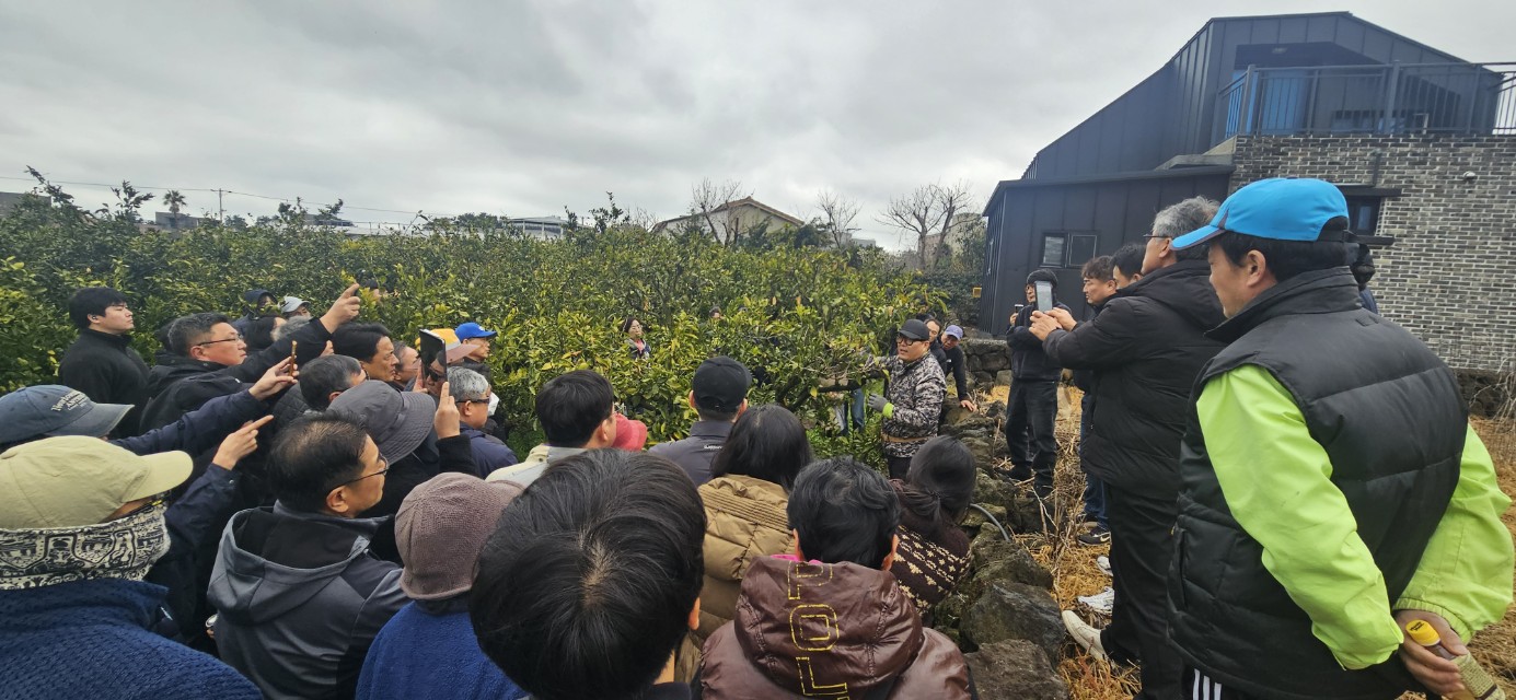 2026년 감귤류 정지.전정 기술교육 추진-10회차