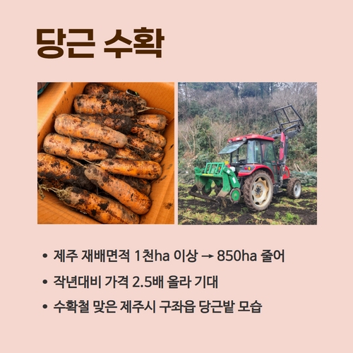 7.카드뉴스_당근생산량급감 1 (3).jpg
