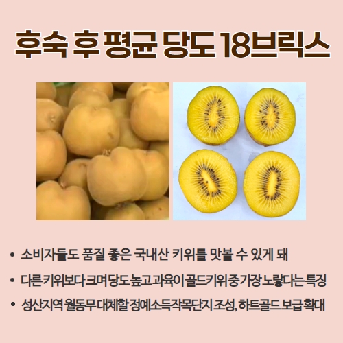 42.1분뉴스_국산골드키위하트골드첫출하 3.jpg