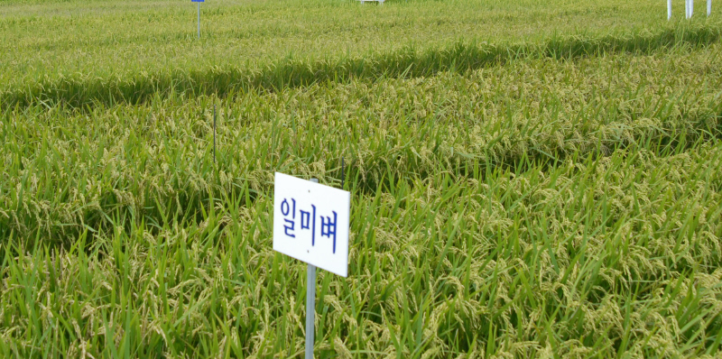 파란색 찰벼