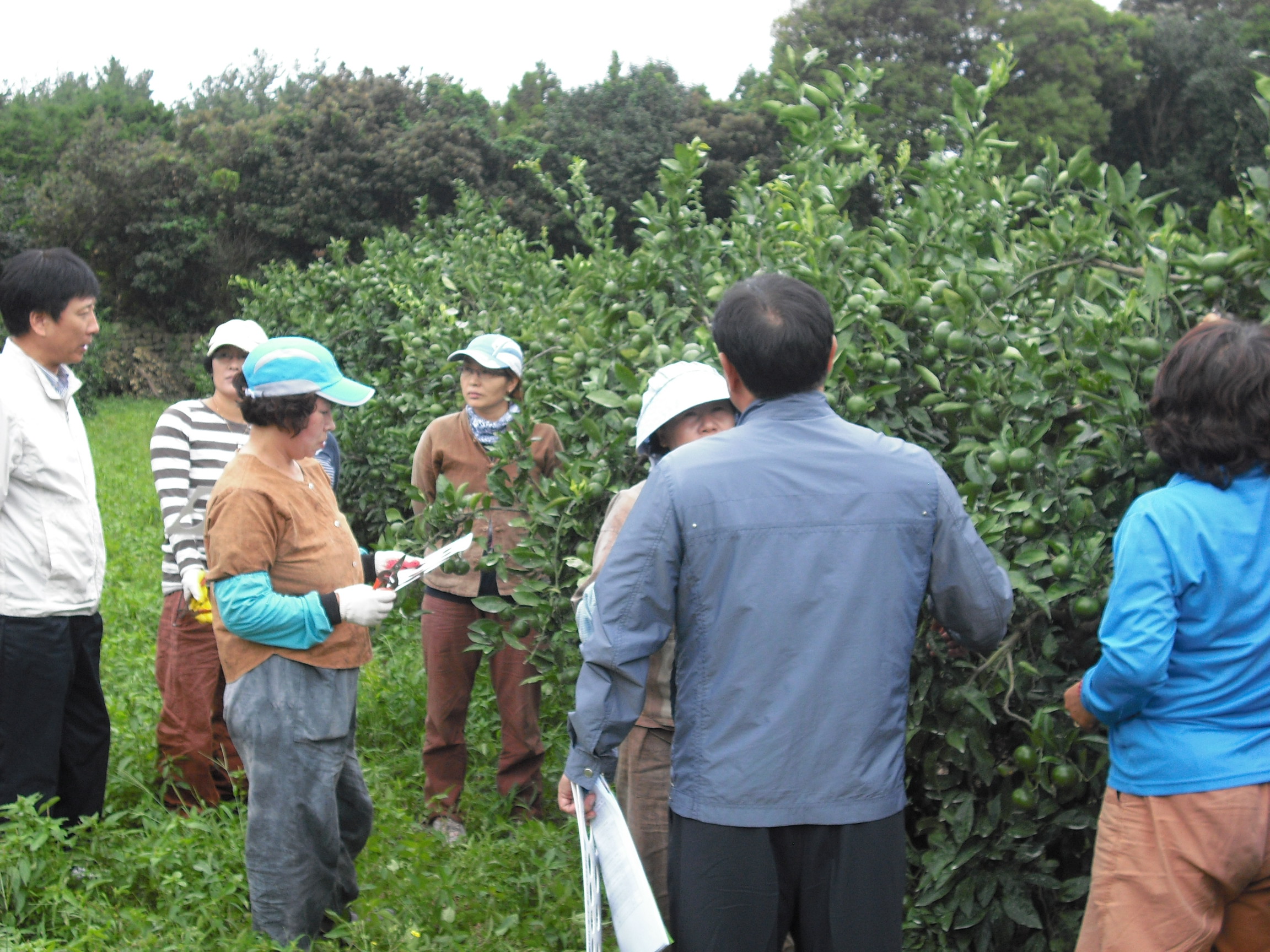 감귤열매솎기 교육