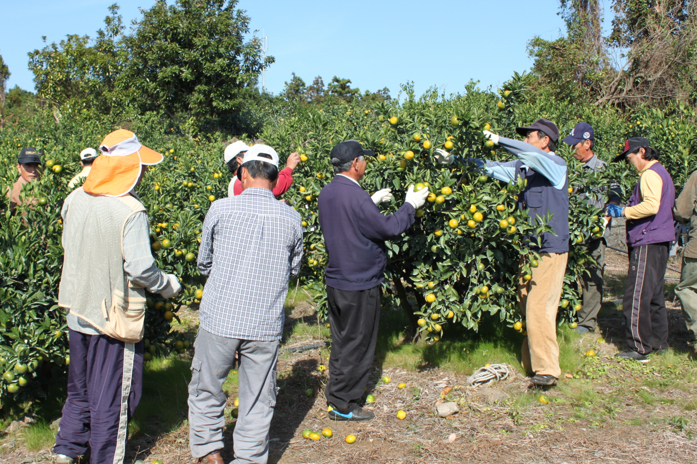 열매솎기 봉사활동
