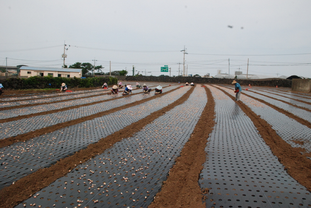 마늘 파종이 시작됩니다.