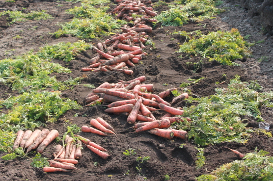 값비싼 당근수확현장 및 세척 현장