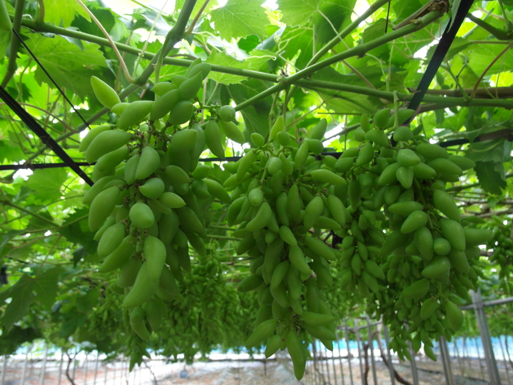 포도가 영글어가는 시간